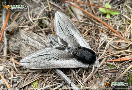 Vashti Sphinx Moth - photo 2