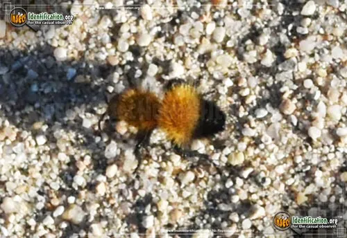 Velvet Ant - photo 2