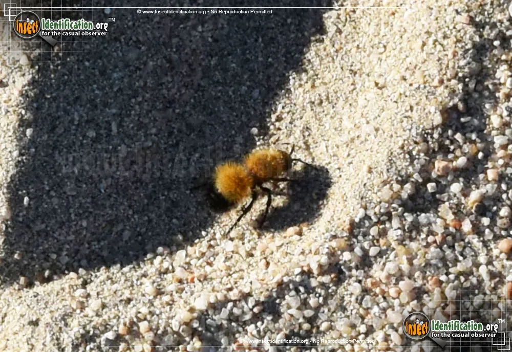 Velvet Ant - photo 3