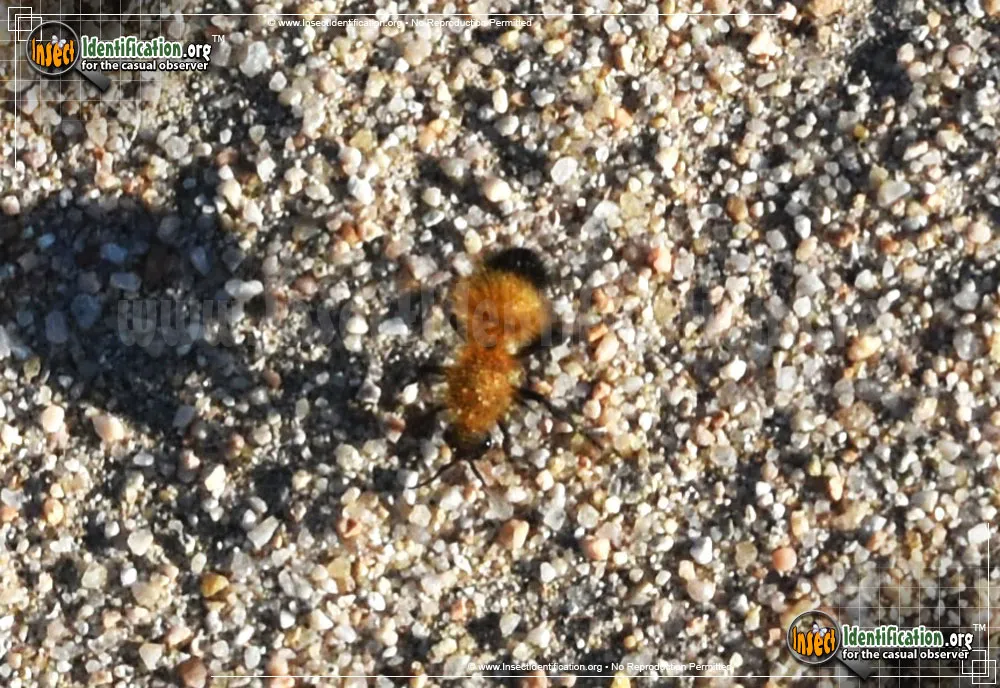 Velvet Ant - photo 5
