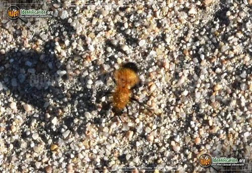 Velvet Ant - photo 6