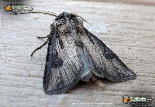 Venerable Dart Moth - photo 2