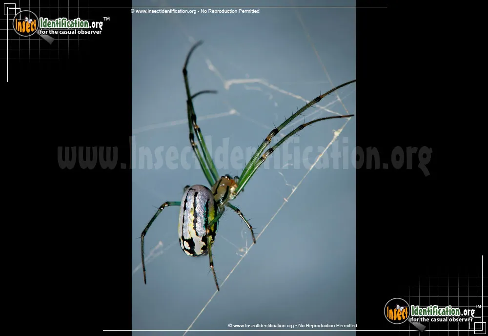 Venusta Orchard Spider