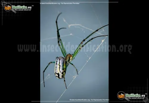 Venusta Orchard Spider - photo 2