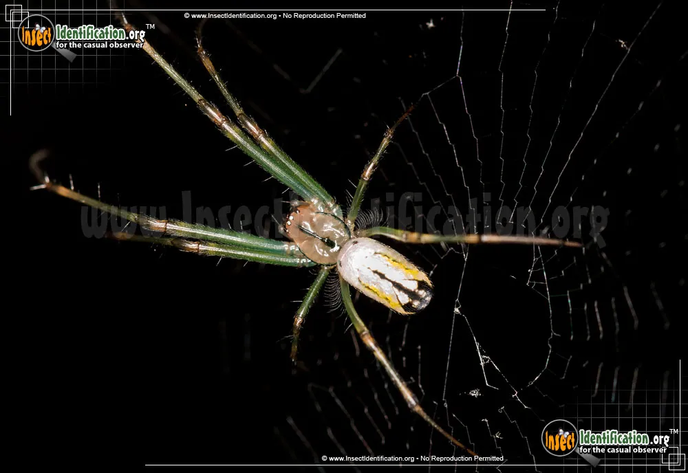 Venusta Orchard Spider - photo 3