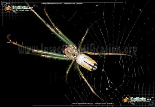 Venusta Orchard Spider - photo 4