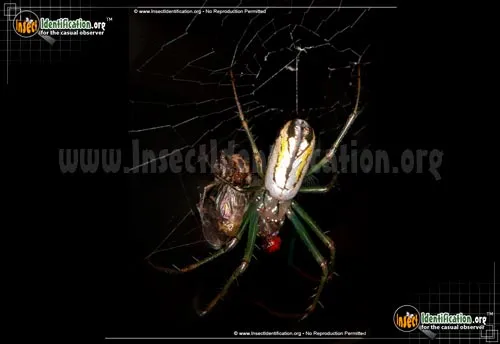 Venusta Orchard Spider - photo 6