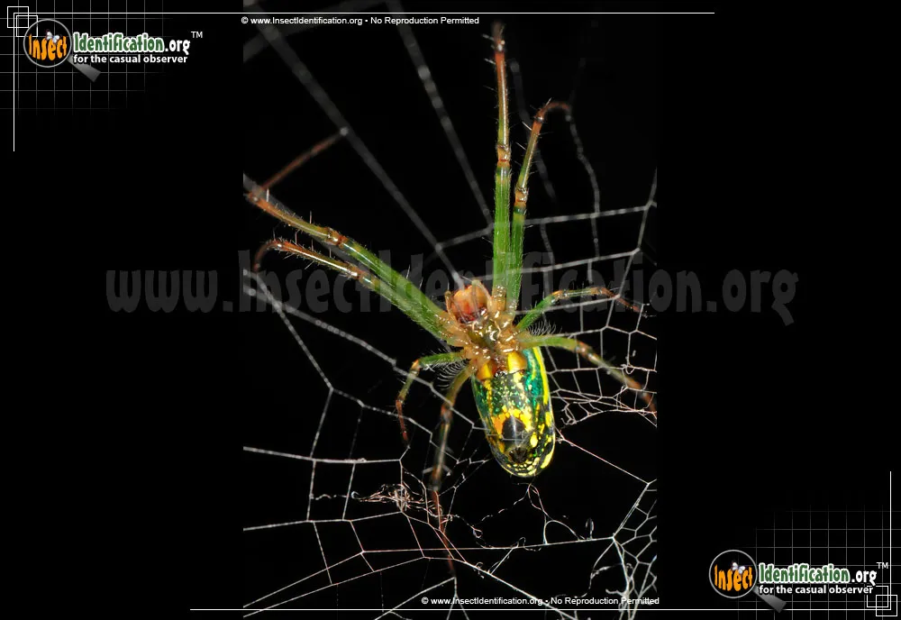 Venusta Orchard Spider - photo 7