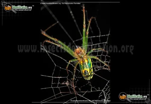 Venusta Orchard Spider - photo 8
