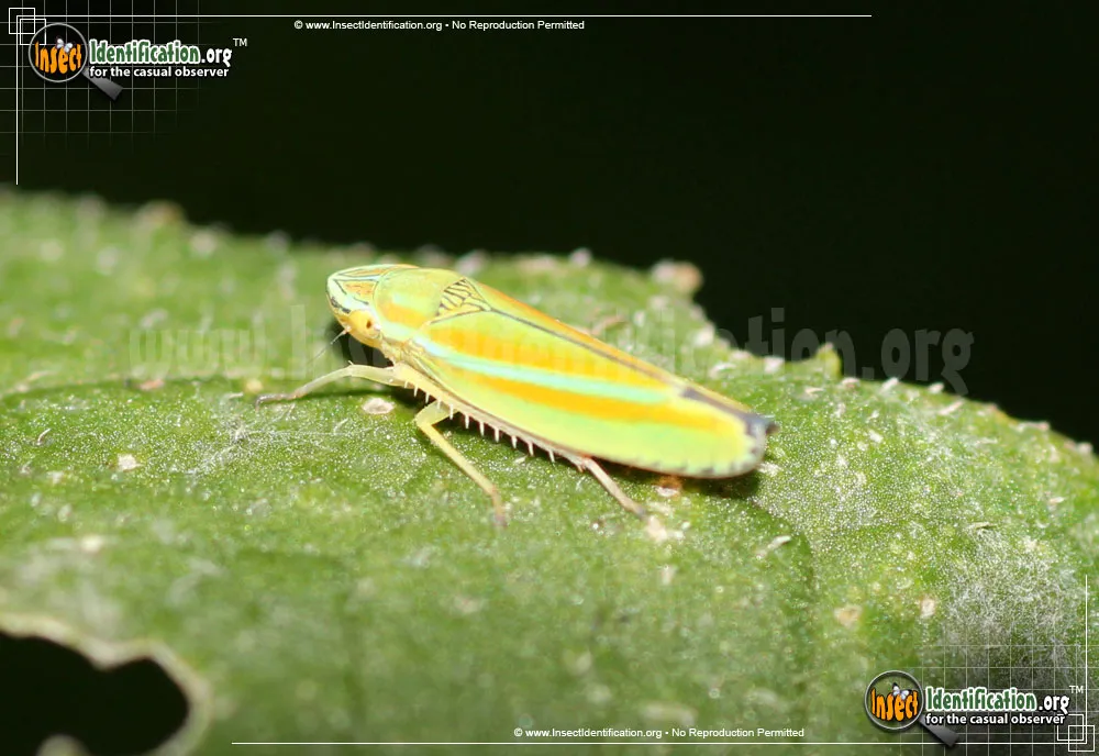 Versute Sharpshooter - photo 3
