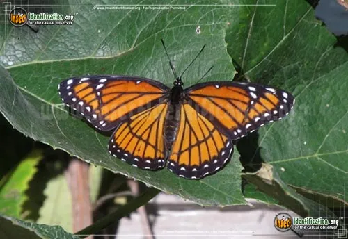 Viceroy - photo 2