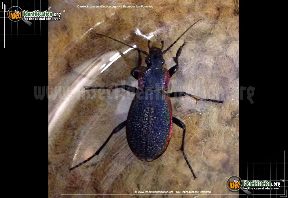 Vietinghoff's Ground Beetle