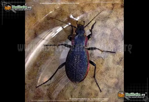 Vietinghoff's Ground Beetle - photo 2