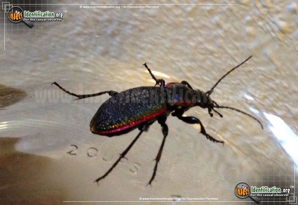 Vietinghoff's Ground Beetle - photo 3