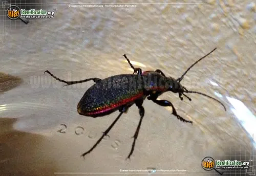 Vietinghoff's Ground Beetle - photo 4