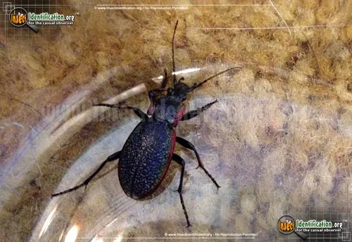Vietinghoff's Ground Beetle - photo 6