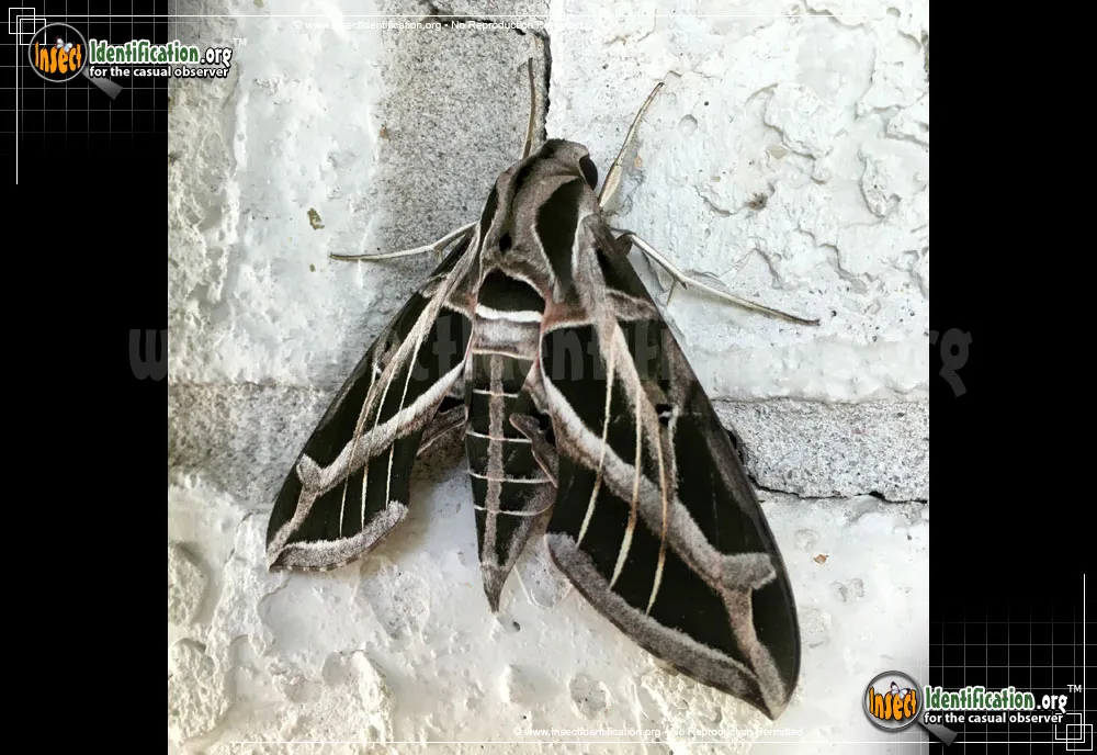 Vine Sphinx Moth