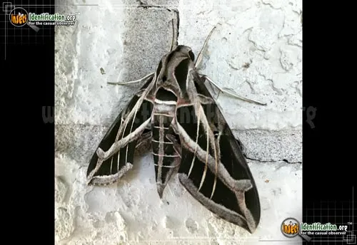 Vine Sphinx Moth - photo 2