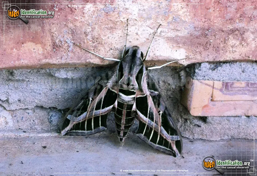 Vine Sphinx Moth - photo 3