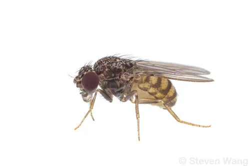 Vinegar Fly