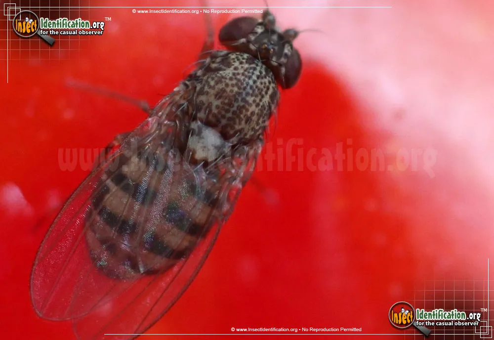 Vinegar Fly - photo 5