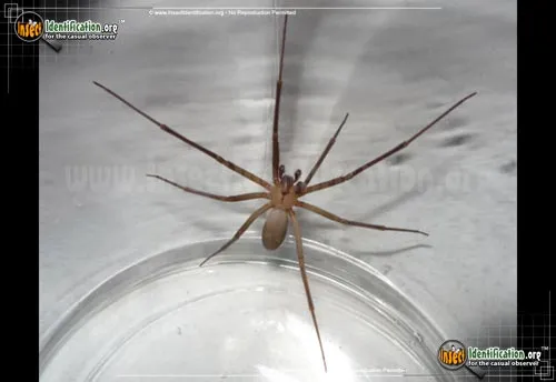 Brown Recluse - photo 3