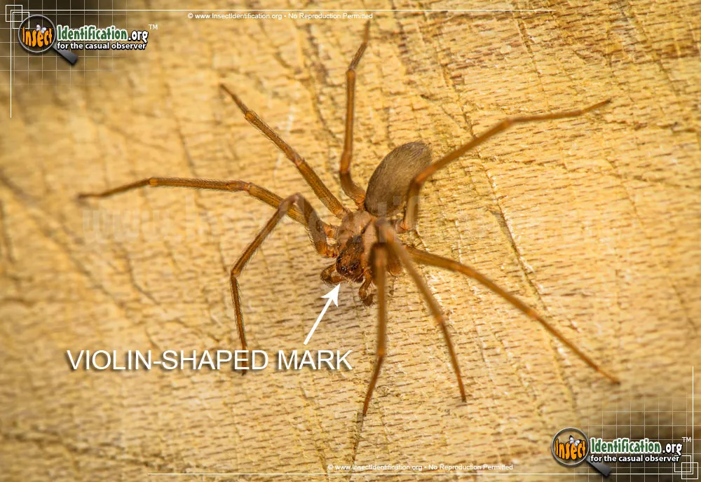 Brown Recluse - photo 4