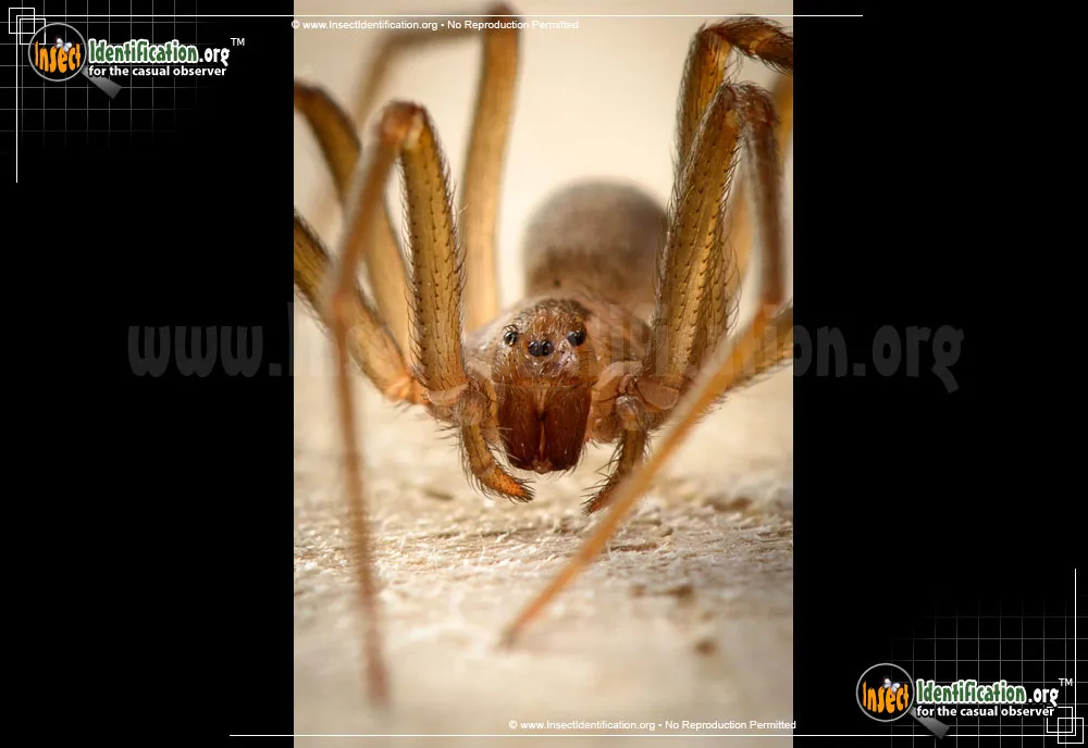Brown Recluse - photo 6