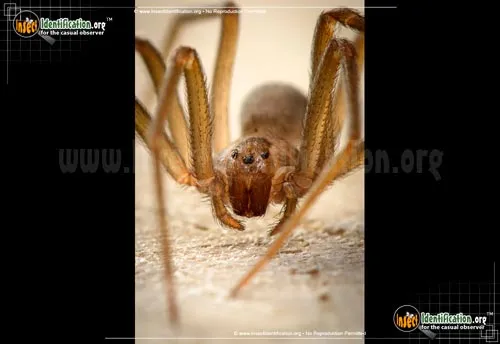 Brown Recluse - photo 7