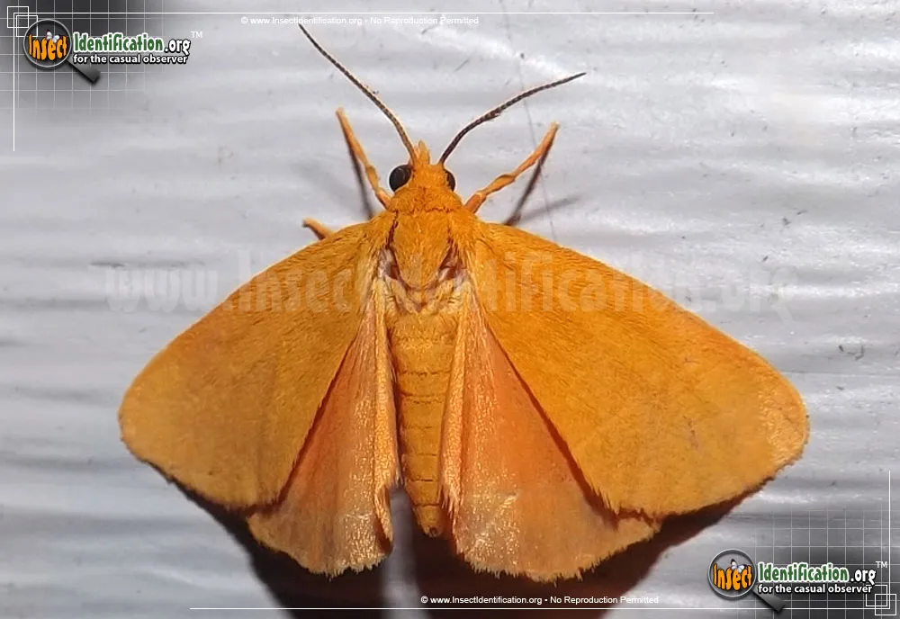 Virbia Moth - Virbia spp.