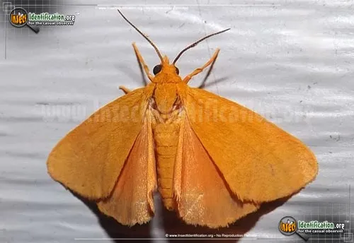 Virbia Moth - photo 2