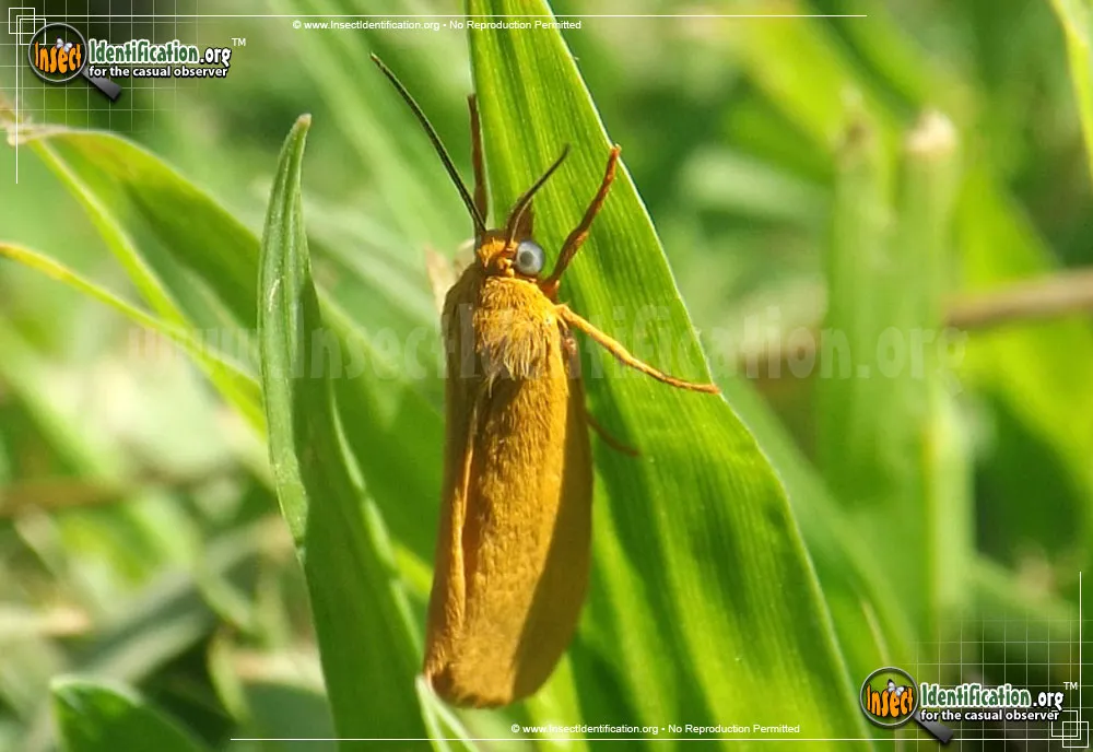 Virbia Moth - photo 3