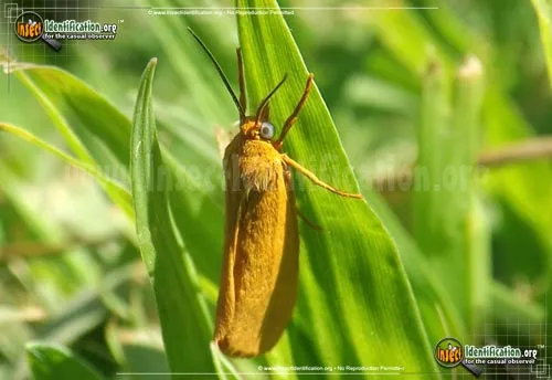 Virbia Moth - photo 4