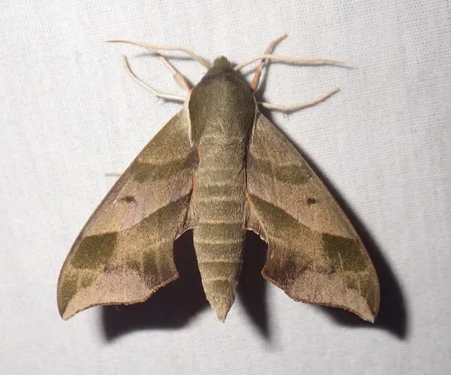 Virginia Creeper Sphinx
