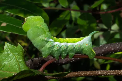 Virginia Creeper Sphinx - photo 3