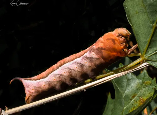 Virginia Creeper Sphinx - photo 4