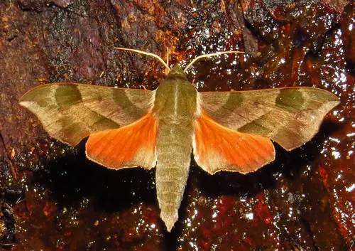 Virginia Creeper Sphinx - photo 8