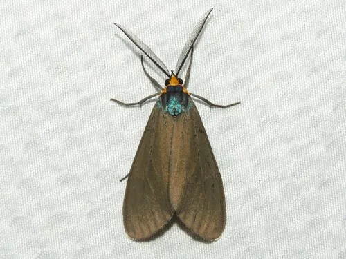 Virginia Ctenucha Moth - Ctenucha virginica