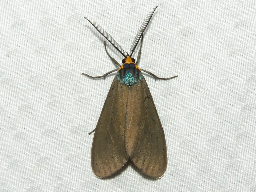 Virginia Ctenucha Moth - photo 2