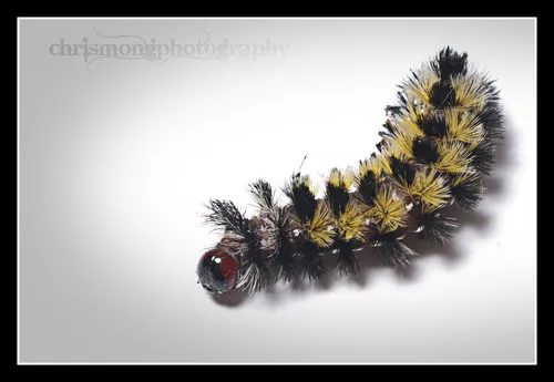 Virginia Ctenucha Moth - photo 3