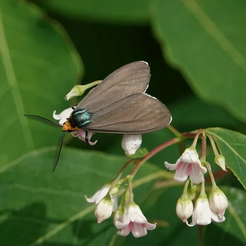 Virginia Ctenucha Moth - photo 4