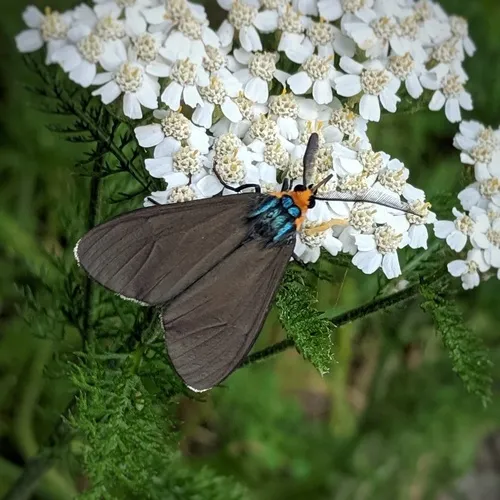 Virginia Ctenucha Moth - photo 6