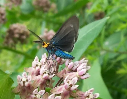 Virginia Ctenucha Moth - photo 8