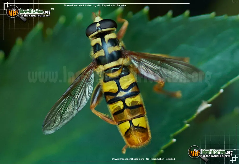 Virginia Flower Fly
