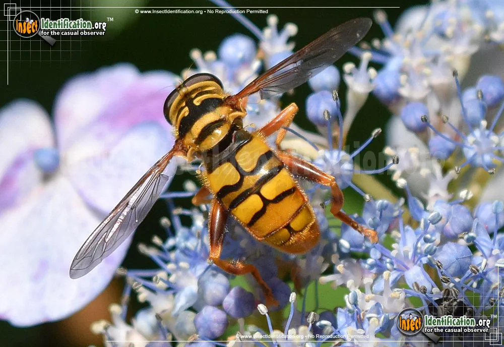 Virginia Flower Fly - photo 3