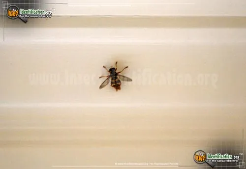 Virginia Flower Fly - photo 4