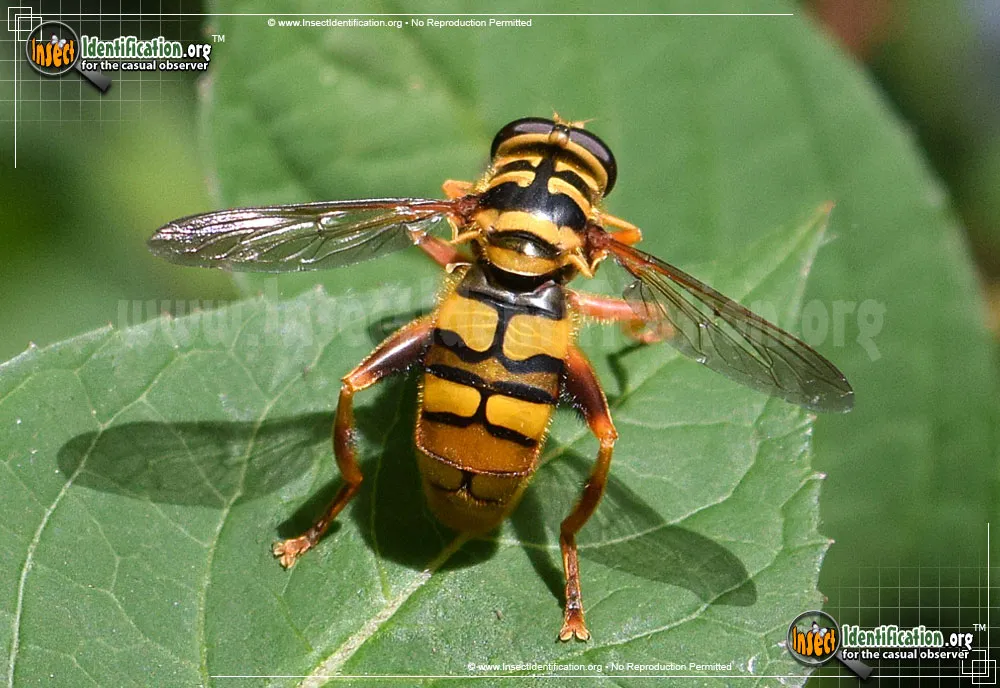 Virginia Flower Fly - photo 5