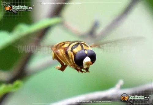 Virginia Flower Fly - photo 6