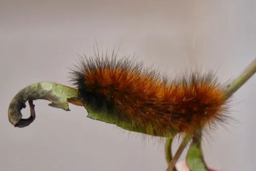 Virginian Tiger Moth - photo 7