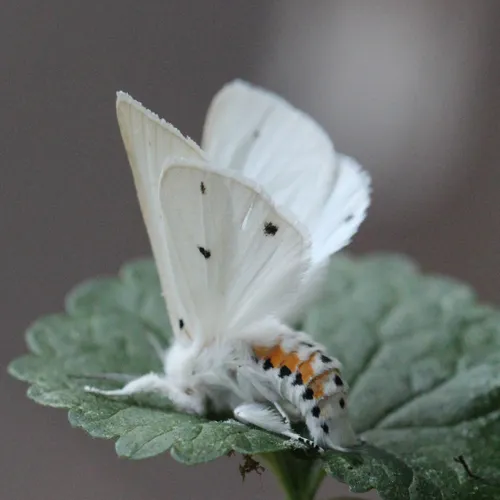 Virginian Tiger Moth - photo 2